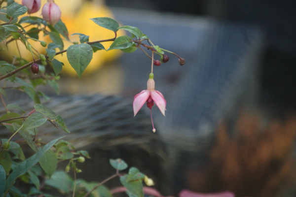 Pink fuchsia flower in garden