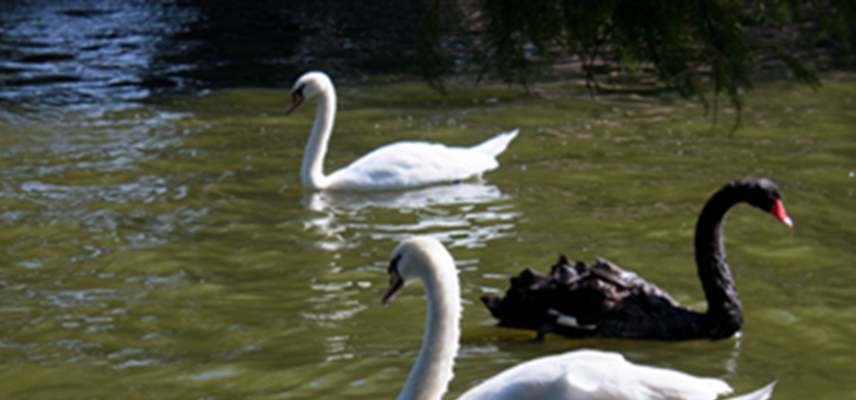 Two white swans swimming with a black swan swimming the opposite way