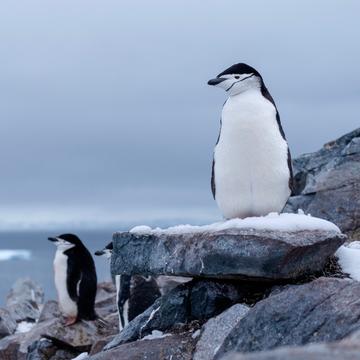 Penguins standing on grey rocks in Antarctica